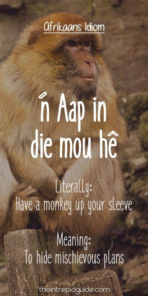 25 Hilarious Afrikaans Idioms That Should Exist In English Afrikaans