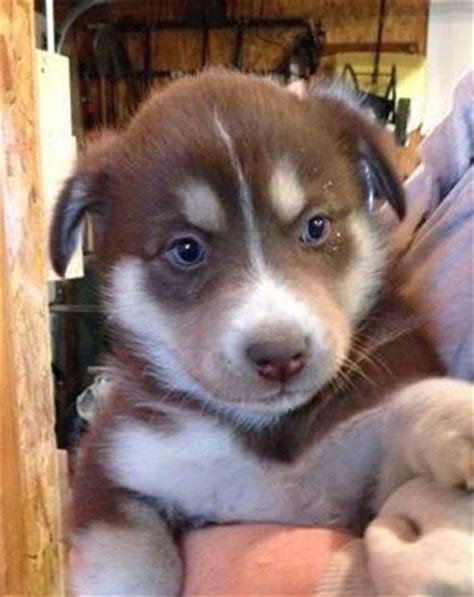 Below you will find a list of husky breeders located in florida. Adopt Aussie/Husky mix puppies!! on | Husky mix, Husky ...