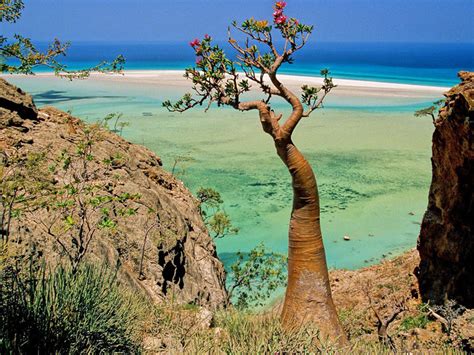The Most Strange Landscapes Of Mysterious Island Of Socotra Photo Gallery