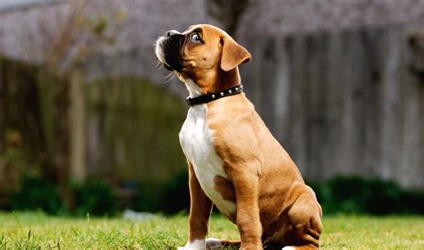 Looking for a boxer puppy or dog in oregon? Boxer - Puppies, Rescue, Pictures, Information ...