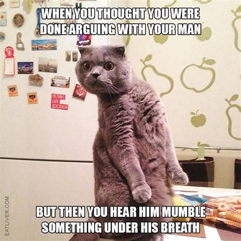 115 Cat Memes So Funny We Could Just Cry Always Pets