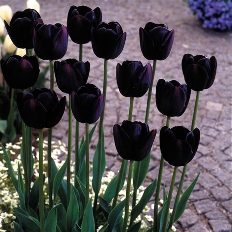 Black Tulip Collection J Parker Dutch Bulbs