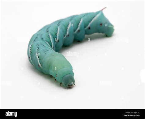 Tobacco Hornworm Isolated On White This Is The Caterpillar Of The