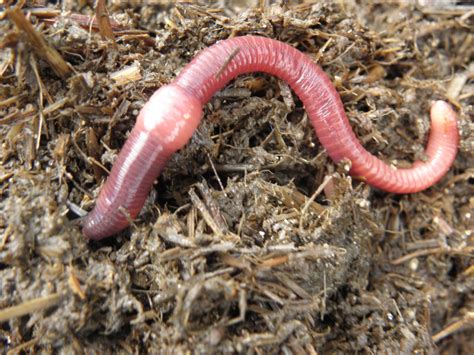How To Identify The Red Wiggler Composting Worm Dengarden