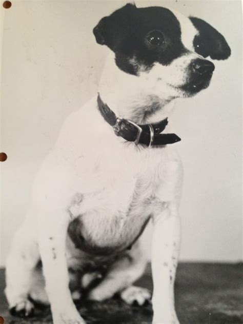 Fave Find Vintage Dog Portraits Dog Portraits Vintage Dog Dog Photos