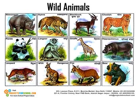 Wild Animals For Class 2