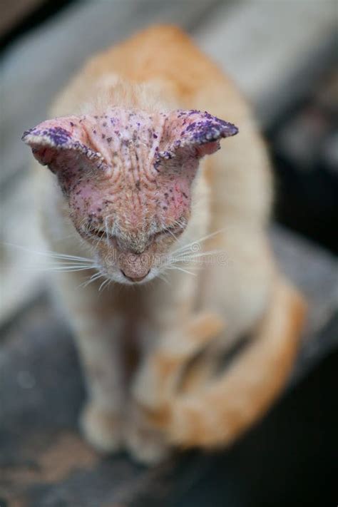 Sick Cat With Skin Disease Stock Photo Image Of Animal 56664166