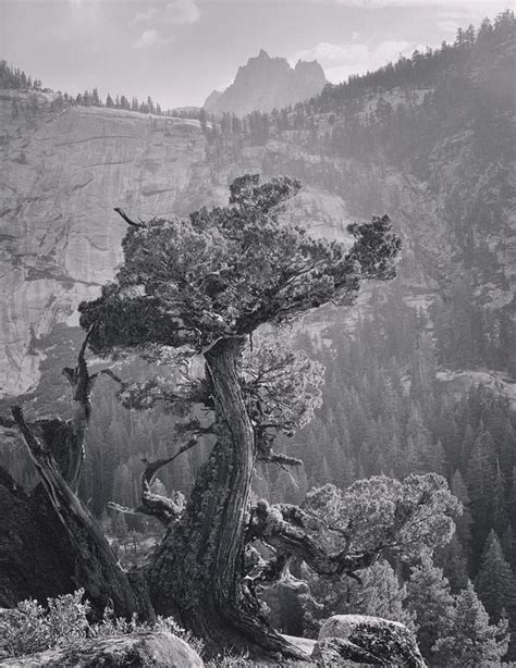 Juniper Tree Crags Under Mt Clark Yosemite National Park Ca 1936
