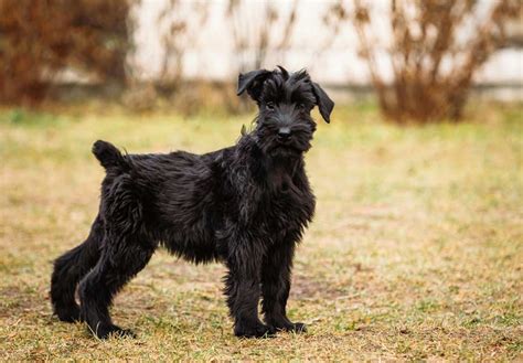 Five Adorable Videos Of Giant Schnauzer Puppies