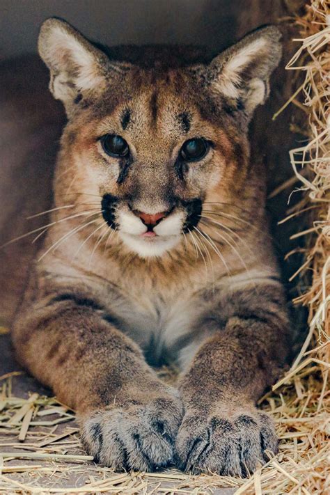 Orphaned Mountain Lion Cubs Find New Home At Oakland Zoo