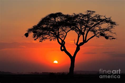 Sunset With Silhouetted African Acacia Photograph By Ecoprint