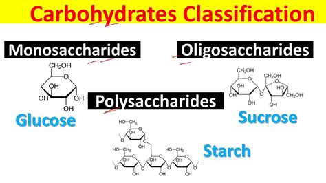 Different Types Of Carbohydrates Monosaccharides Oligosaccharides And Polysaccharides