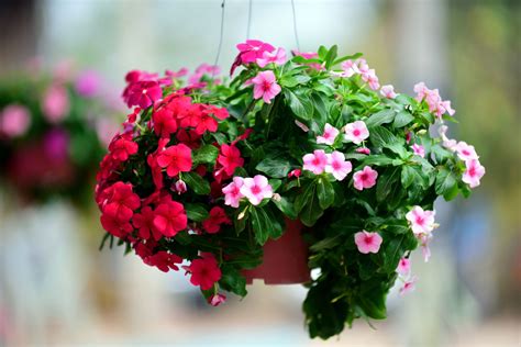 The annuals provide a continuous display of flowers throughout the season, while each perennial is meant to be enjoyed year after year as they grow. The Best and Most Popular Indoor Hanging Plants to Grow