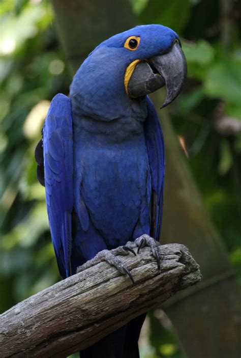 Hyacinth Macaw L Largest Of Its Kind Our Breathing Planet