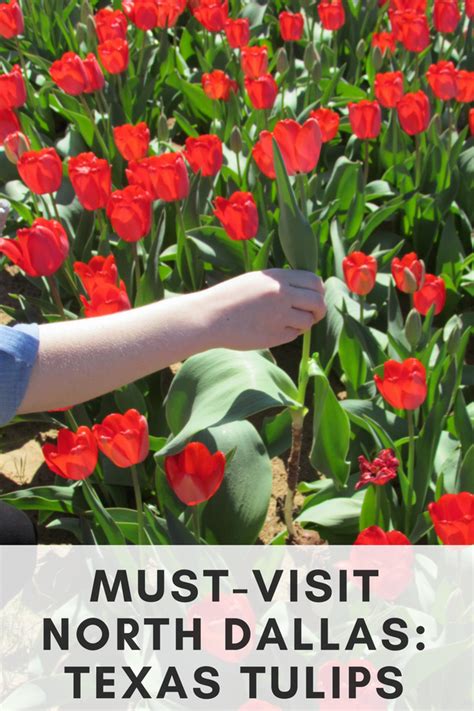 Texas Tulips Must Visit In Dallas North Texas Visit Texas Foodie