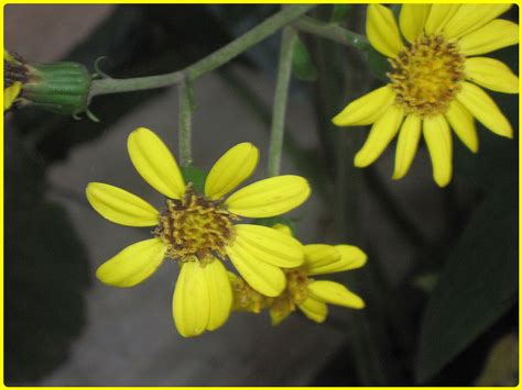 Per le aiuole utilizzare più varietà con petali rosa e gialli. Margherite gialle Foto % Immagini| fiori, natura, piante ...
