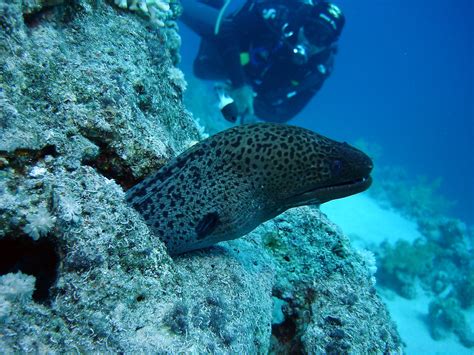 Moray Eel On Scuba At Ras Ghozlani Ras Mohammed Egypt 1 Flickr