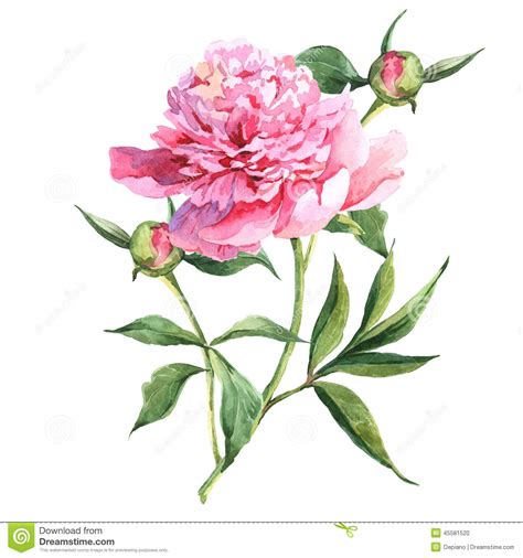 Pink Peonies Botanical Watercolor Illustration Stock Illustration