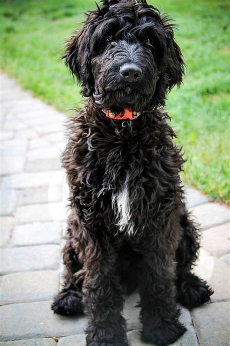 Black Goldendoodle The Perfect Black Teddy Bear Doodle My Dogs