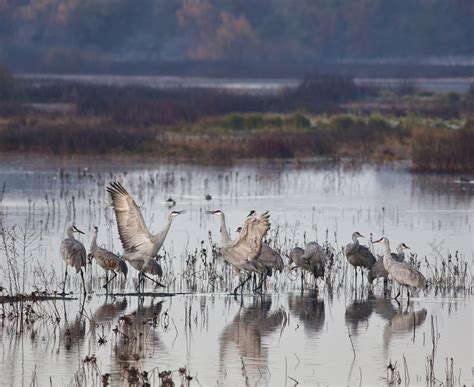The Disappearing Wetlands In Californias Central Valley