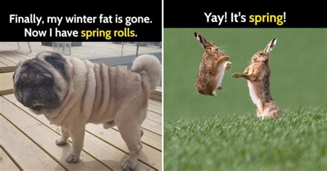 25 Funny Memes To Welcome Spring Bouncy Mustard