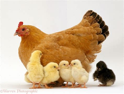 План конспект НОД Курочка с цыплятами аппликация во второй младшей