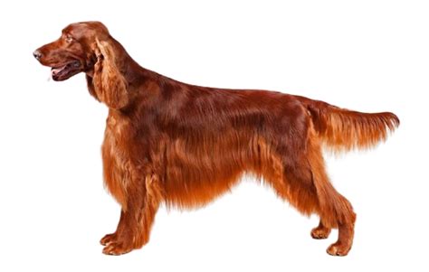 Irish Setter Dog Breed Info Size Price Height Petlur