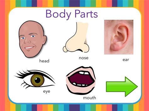 Body Parts 4 Online English Games For Desktop And Mobile Phones