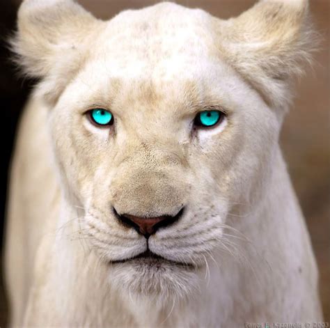 Piercing Albino Animals Lion Pictures Animals