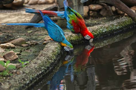 Unbelievably Splendiferous Facts About Parrots Bird Eden