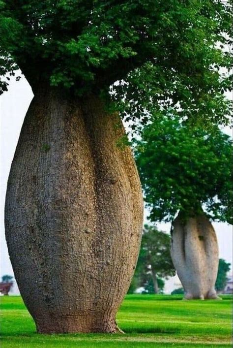 Surprising Facts About These Trees Hubpages