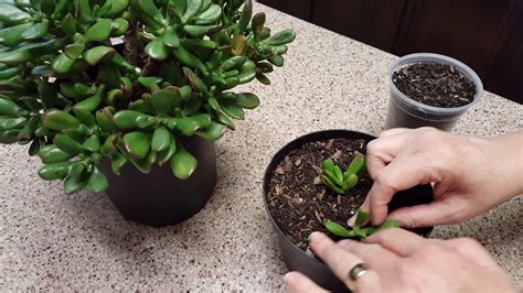 How To Propagate A Jade Plant Youtube