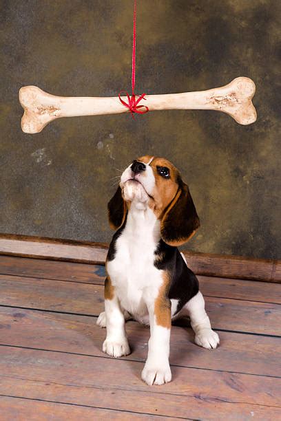 Royalty Free Dog Bone Pictures Images And Stock Photos Istock