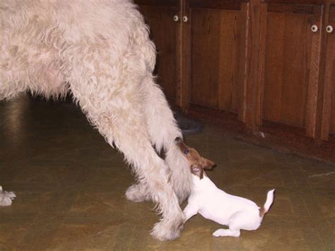 Caption This Jack Russell Terrier Stuck Like Glue To Bigger Buddy