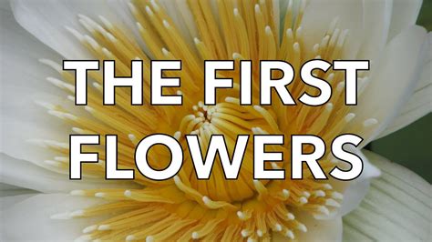 The First Flowers Youtube