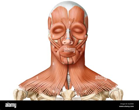 Anatomía Humana De Cabeza Y Cuello Fotografías E Imágenes De Alta
