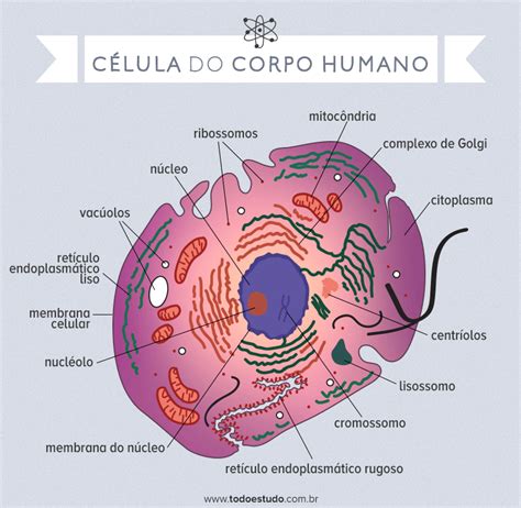 Células Do Corpo Humano Estrutura Ilustrada E Quais Os Tipos Resumo