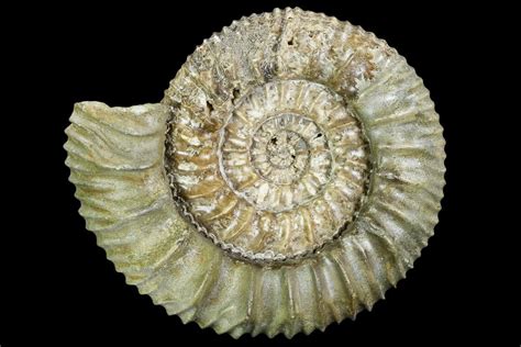 About Ammonites