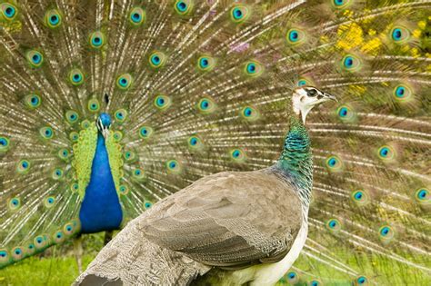 A Male Peacock Displaying To A Female Stock Image C0257841