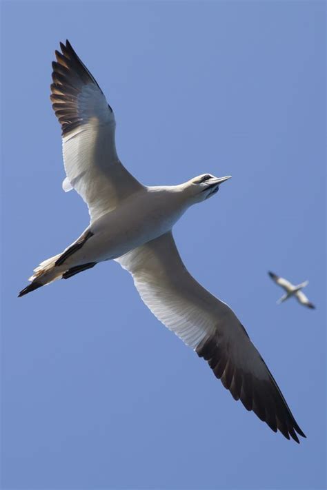Free Images Nature Bird Wing Pelican Seabird Flying Wildlife