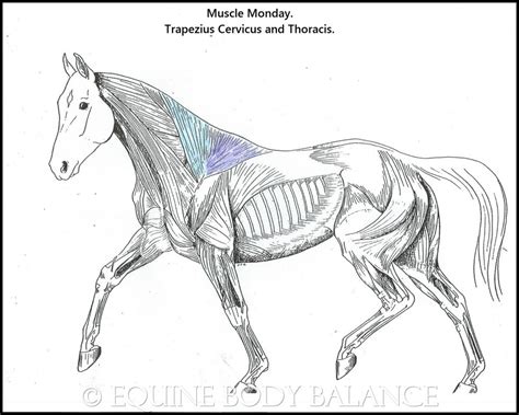 Muscle Monday Equine Trapezius Cervicus And Thoracics Portions