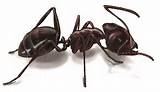 Pictures of Carpenter Ants Vs Regular Ants