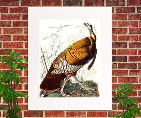 Wild Turkey Print Birds Poster Wildlife Art Vintage Game Birds