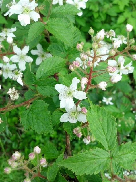 Blackberry Or Raspberry Vines Blooming In The Alley Raspberry Bush
