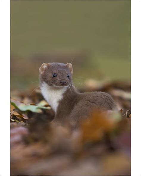 Photograph Weasel Mustela Nivalis Amongst Leaves Leicestershire Uk
