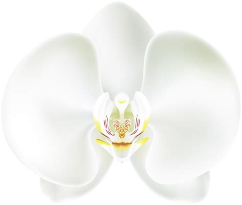 White Orchid Png Clip Art Orchid Png White Orchids Orchids