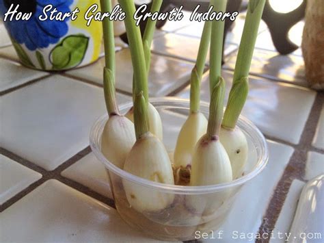 How To Grow Garlic Indoors From A Clove Slideshare