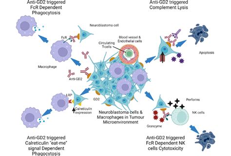 Neuroblastoma Tumor Microenvironment And Cytotoxic Action Induced By