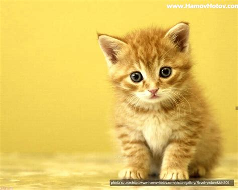 Download Kitten Screensaver 1000