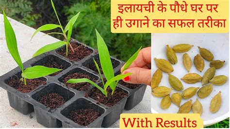 इलायची का पौधा घर पर उगाएँ इन 2 तरीकों से How To Grow Cardamom Plant